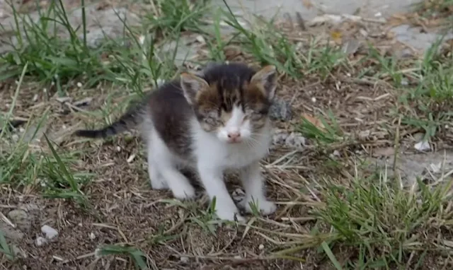 As she grew stronger, her playful nature...