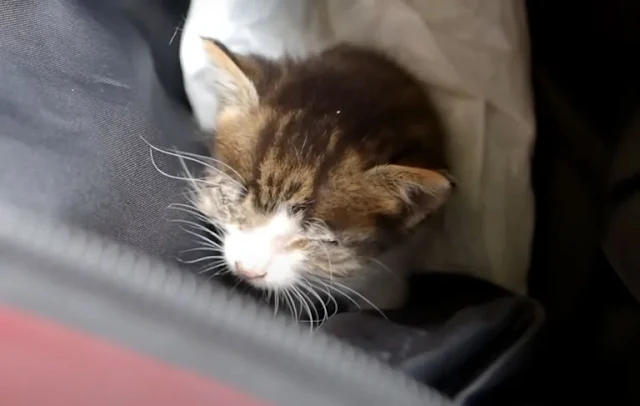 Extra image from article