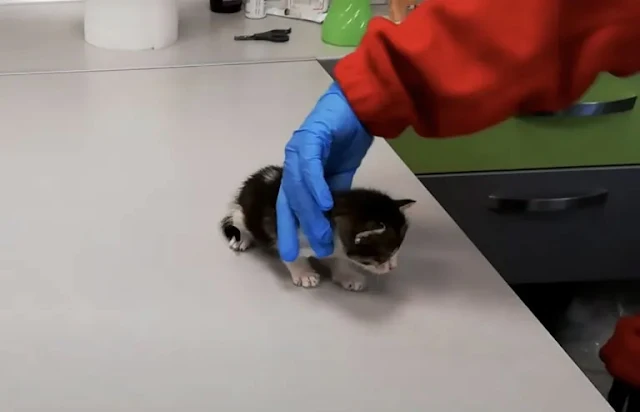 Extra image from article