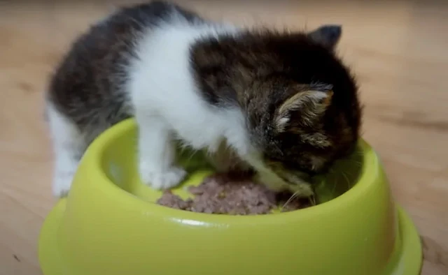 Extra image from article