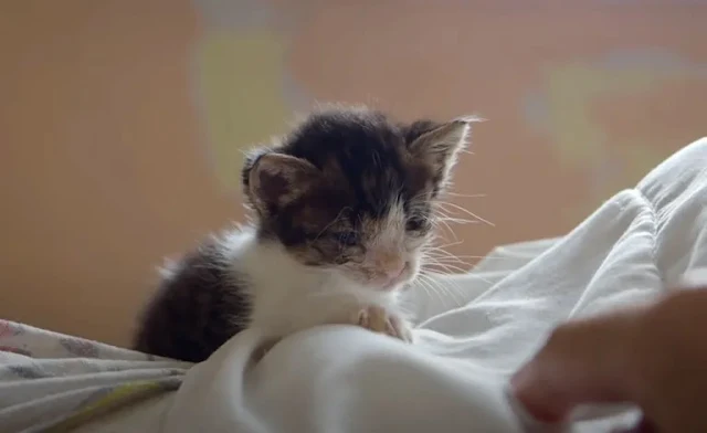 Extra image from article