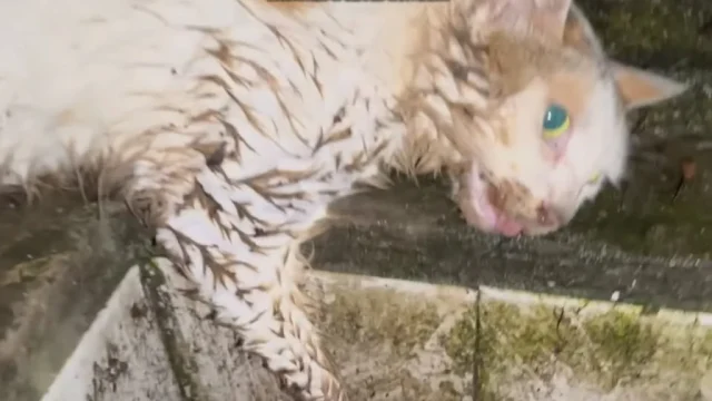 With utmost care, Emma cradled the fragi...