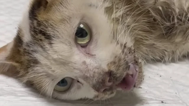 Upon arrival, the veterinary team acted ...