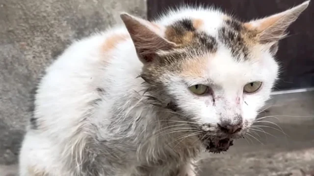 Emma stayed by the cat's side, her heart...