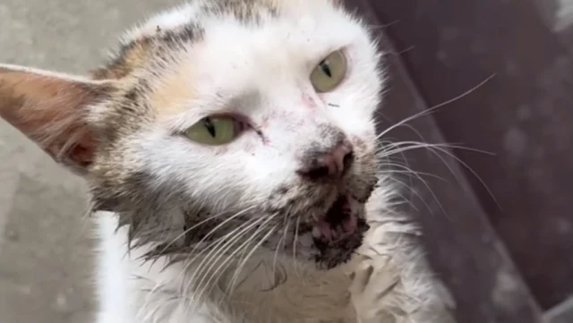 Extra image from article