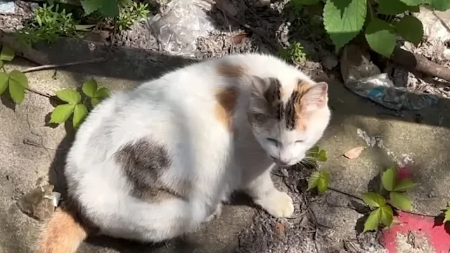 Extra image from article