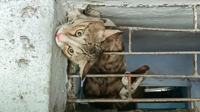 This rescue story highlights the critica...