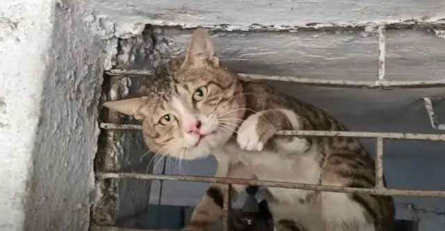 Rescuing the stray cat from a metal wind...