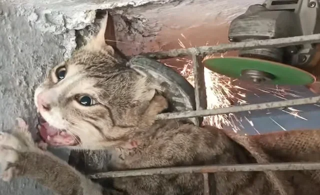 In the end, this curious cat, once trapp...