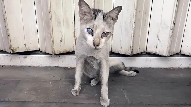 Their situation worsened further. Snowy ...