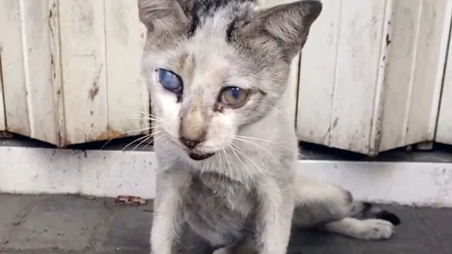 Lily also extended her help to Frank, fi...