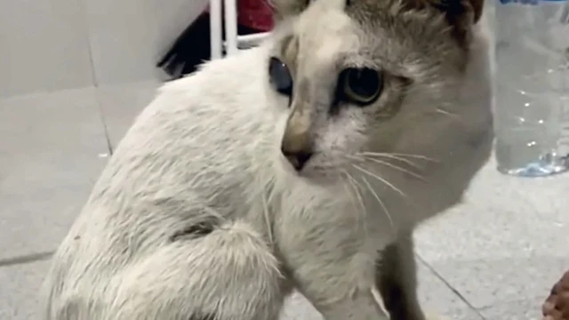 Extra image from article