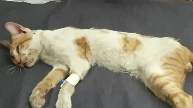 Just when all seemed lost, a figure emer...