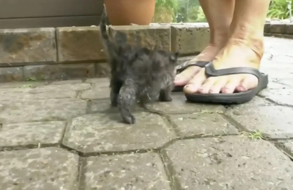 The cost amounted to $1,700, but once As...