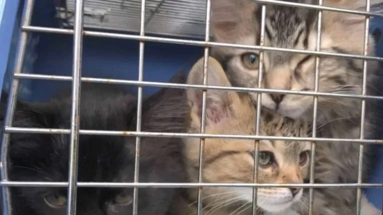 Ashley’s journey, which began with cruel...