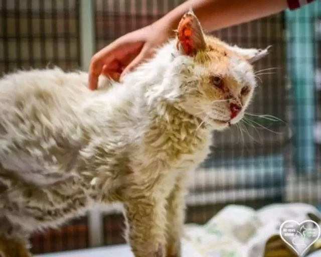 Extra image from article