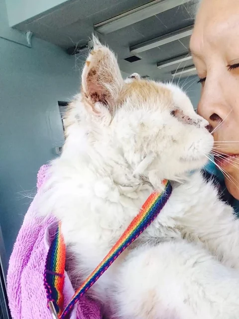 Extra image from article