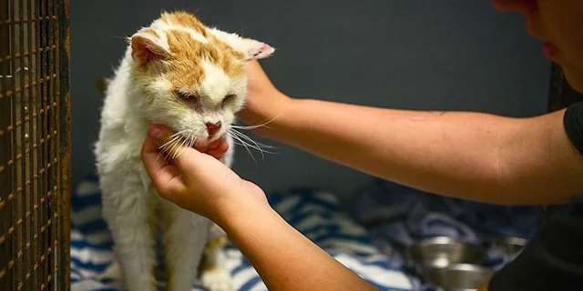 By law, the shelter was required to hold...