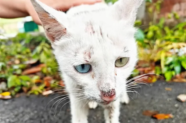 Though still weak, the mother cat starte...