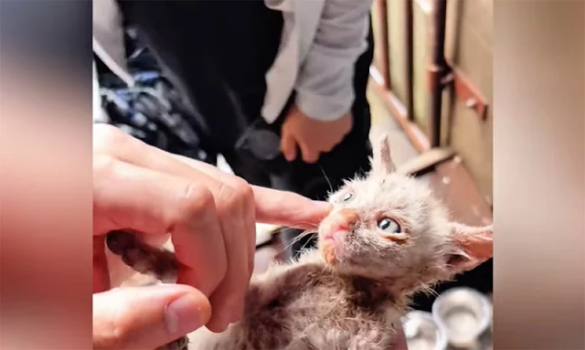 This moving tale of survival and compass...