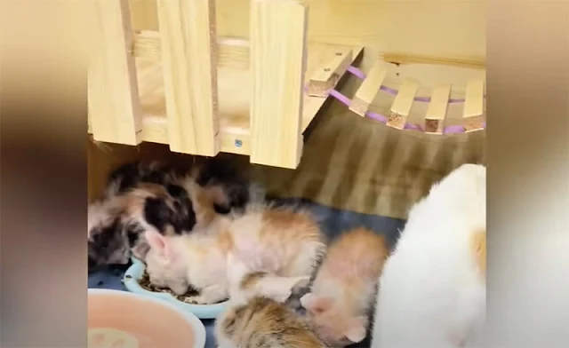 Extra image from article