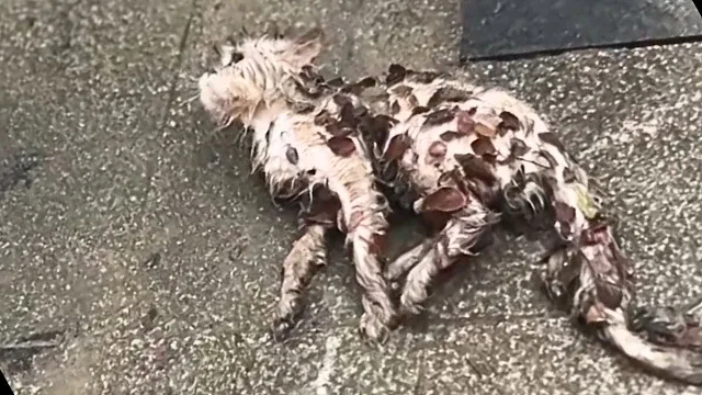 Compelled to act but lacking resources, ...