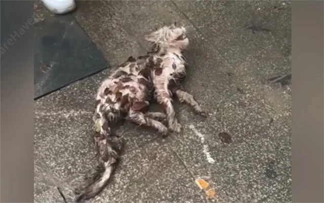 As I lifted him, his remarkable eyes cau...