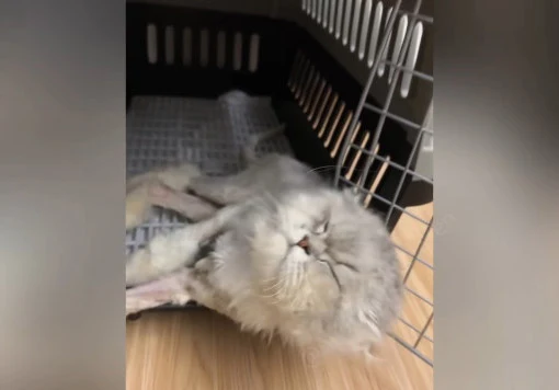 By day fifteen, Big Head was a picture o...