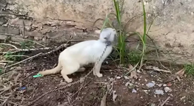 Extra image from article