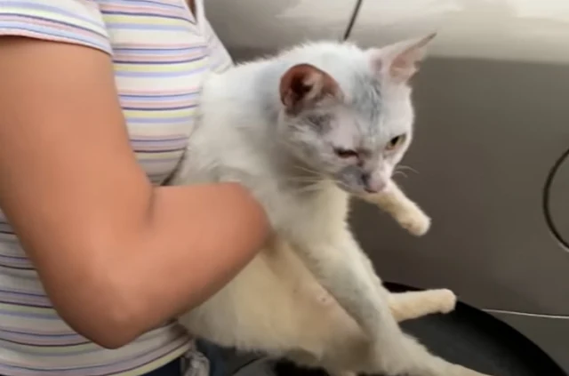 Extra image from article