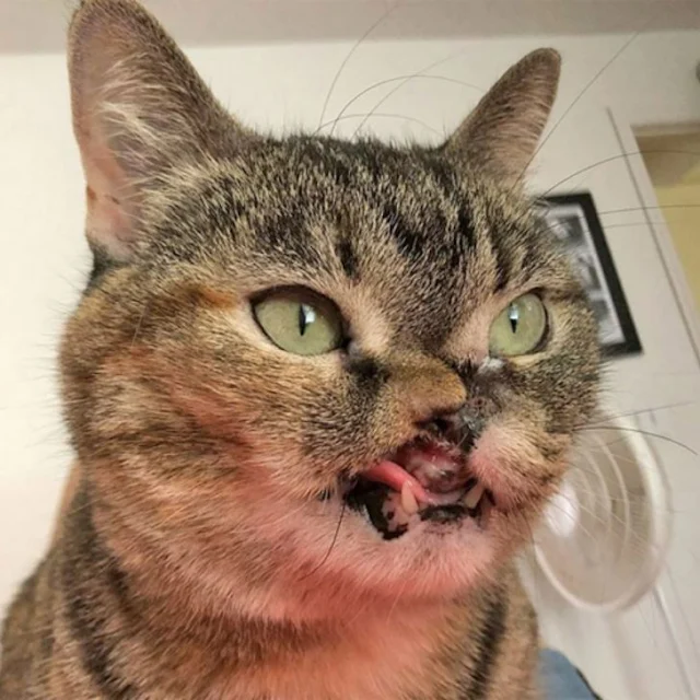 A year after her adoption, Petunia excee...