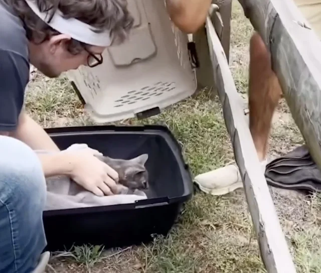 Recovery for Philomena was slow but stea...