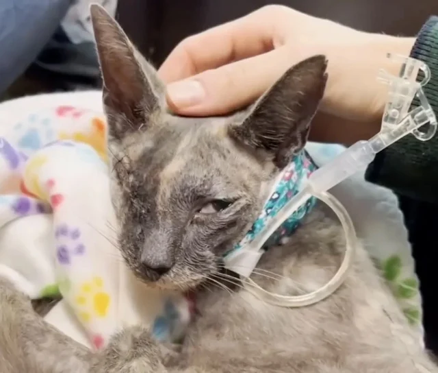 Philomena's story touched many hearts, p...