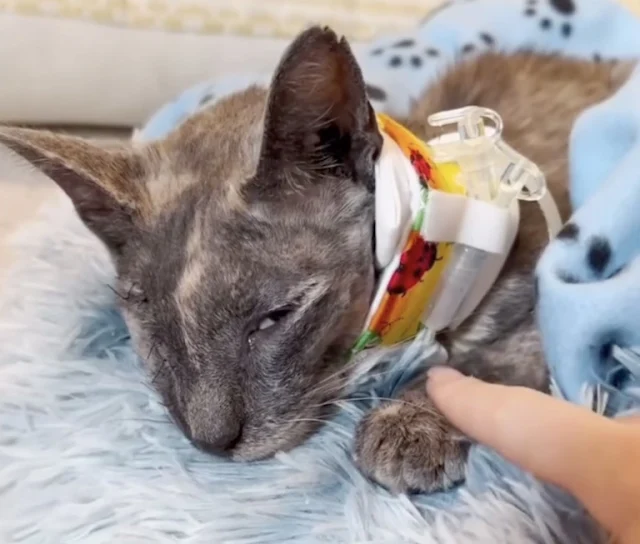 Extra image from article