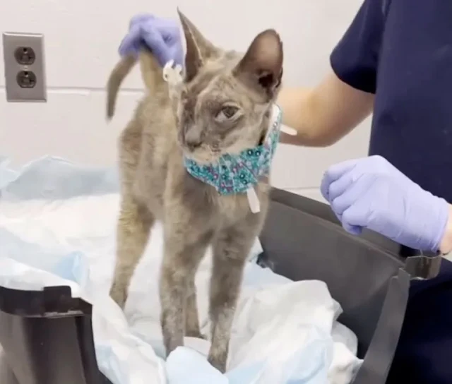 Extra image from article