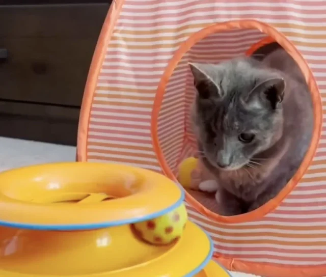 Extra image from article