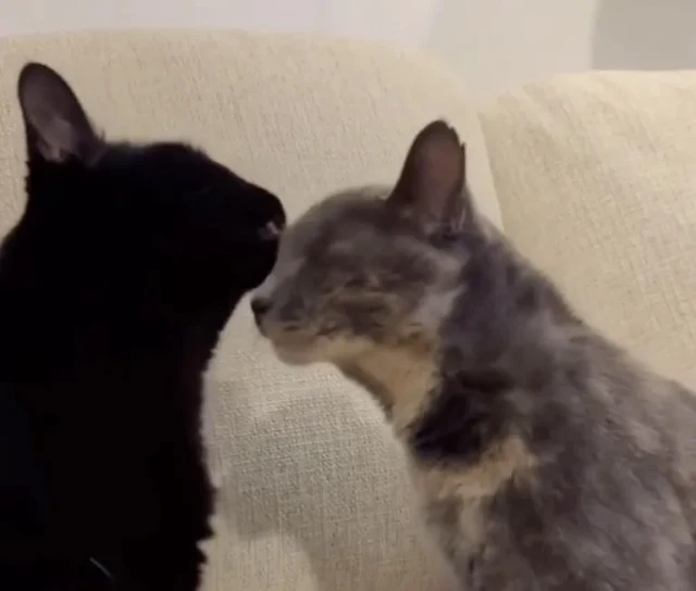 Extra image from article