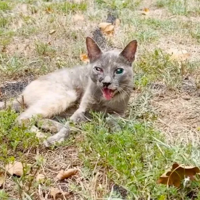 Upon examination, veterinarians discover...