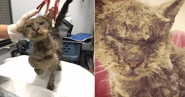 Despite these challenges, a volunteer na...