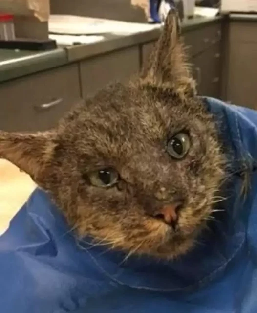 Extra image from article