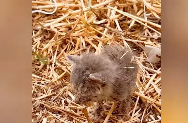 Back home, I prepared some warm milk pow...