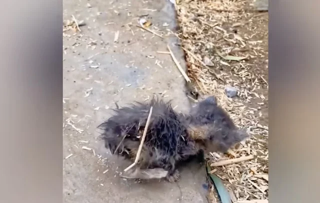 Eventually, the vet concluded that her d...