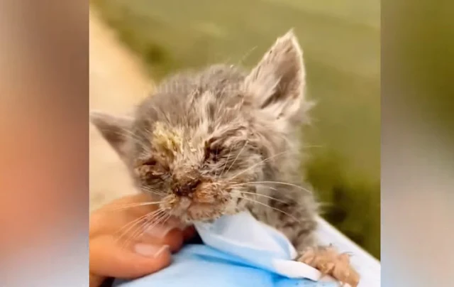 Now, this little fighter looks toward a ...