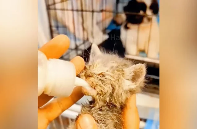 Extra image from article