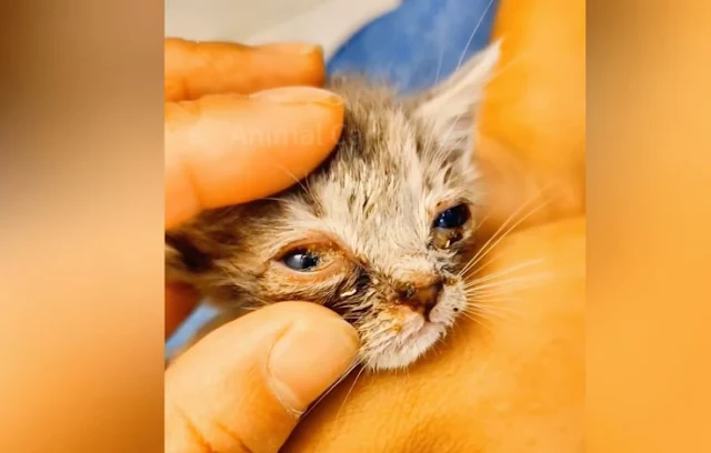 Extra image from article