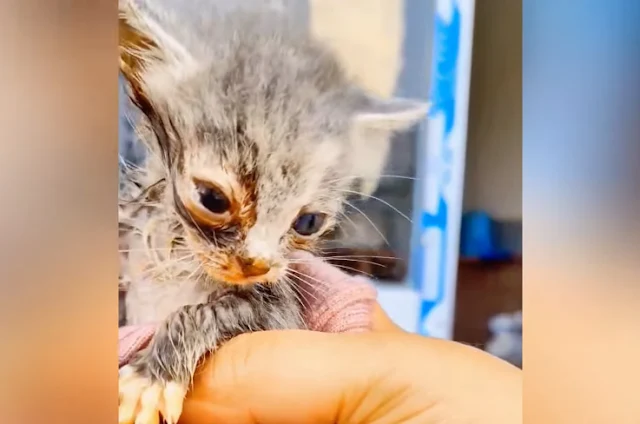 Extra image from article