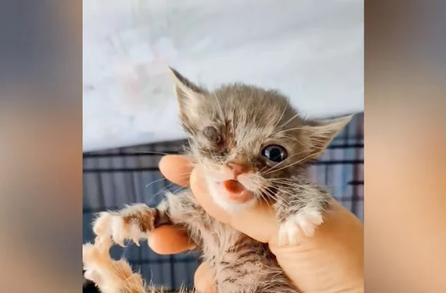 Extra image from article