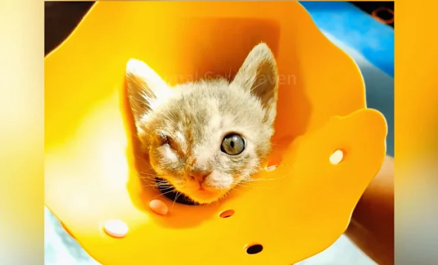 Extra image from article