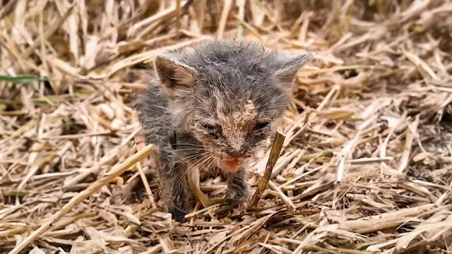 As I moved closer, the sight was heartbr...