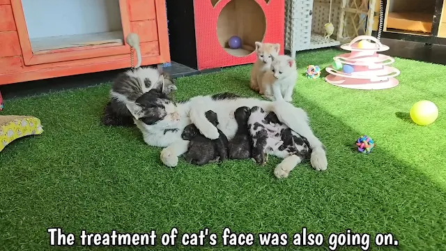 The rescue team gently took the mourning...